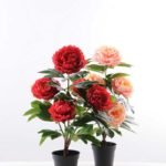 55CM Peony in Plastic pot GS-0339844