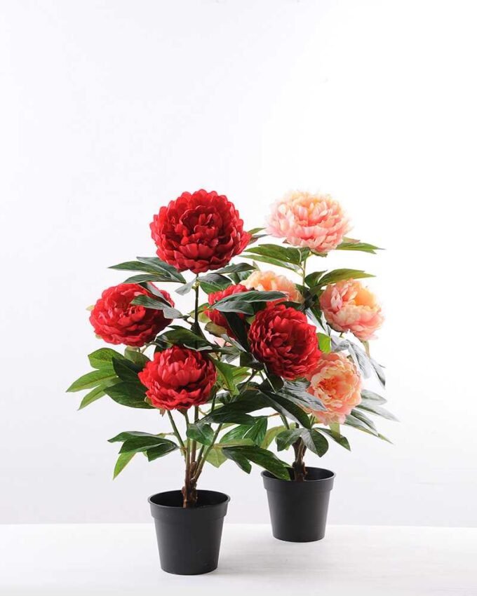 55CM Peony in Plastic pot GS-0339844
