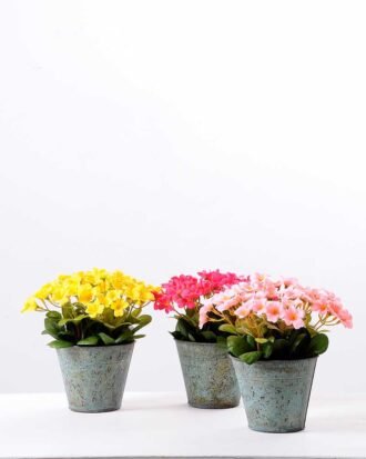 Rhododendron   in  metal pot GS-0339849
