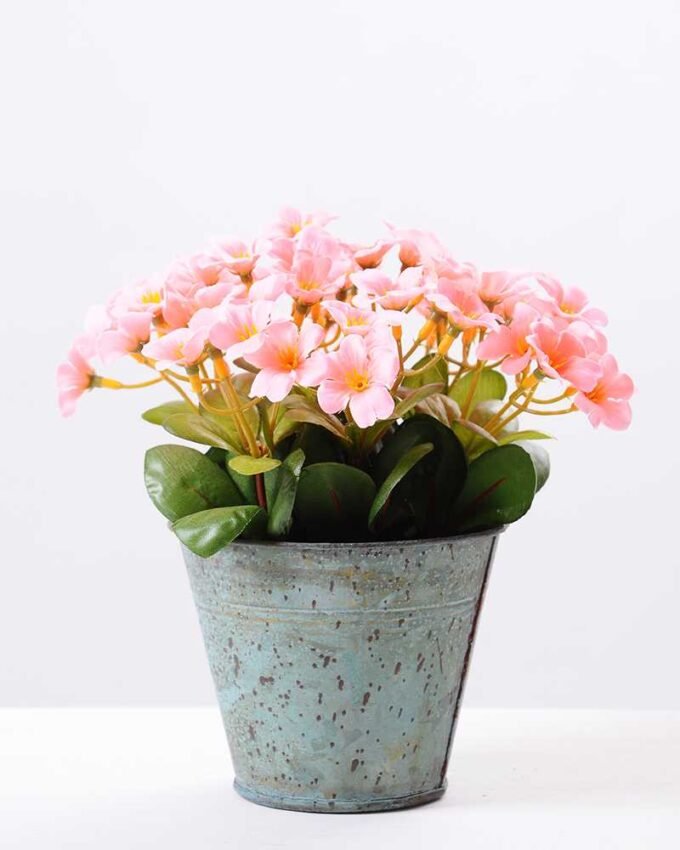 Rhododendron   in  metal pot GS-0339849
