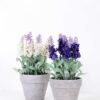 19cm Lavender plant GS-0339856