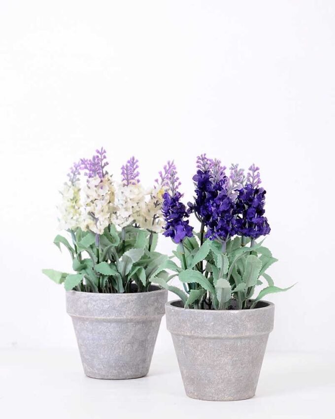 19cm Lavender plant GS-0339856