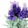 19cm Lavender plant GS-0339856