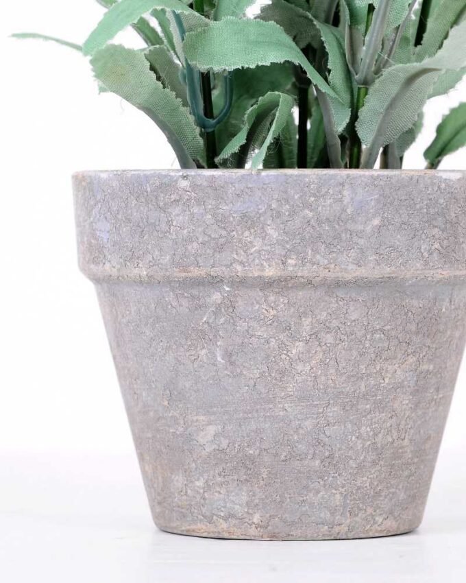 19cm Lavender plant GS-0339856