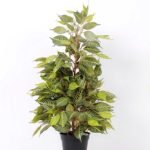 63cm Zebra bonsai GS-0339859