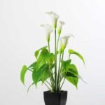 CALLA BUSH X5 W/POT GS-0450140