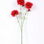 77CM single  Dianthus  caryophyllus*5 GS-0550254