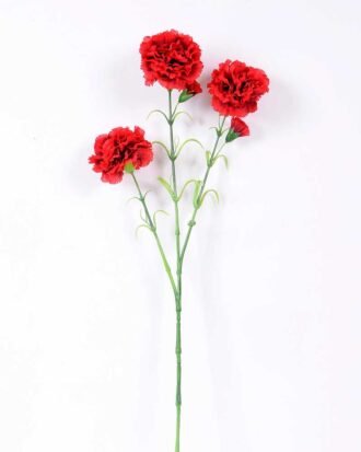 77CM single  Dianthus  caryophyllus*5 GS-0550254