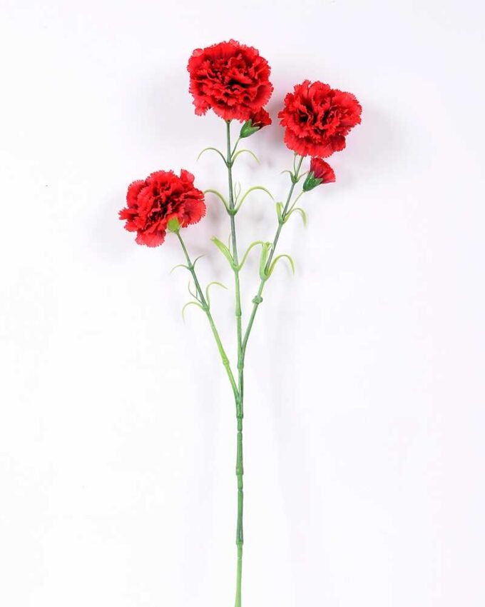 77CM single  Dianthus  caryophyllus*5 GS-0550254