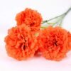 77CM single  Dianthus  caryophyllus*5 GS-0550254