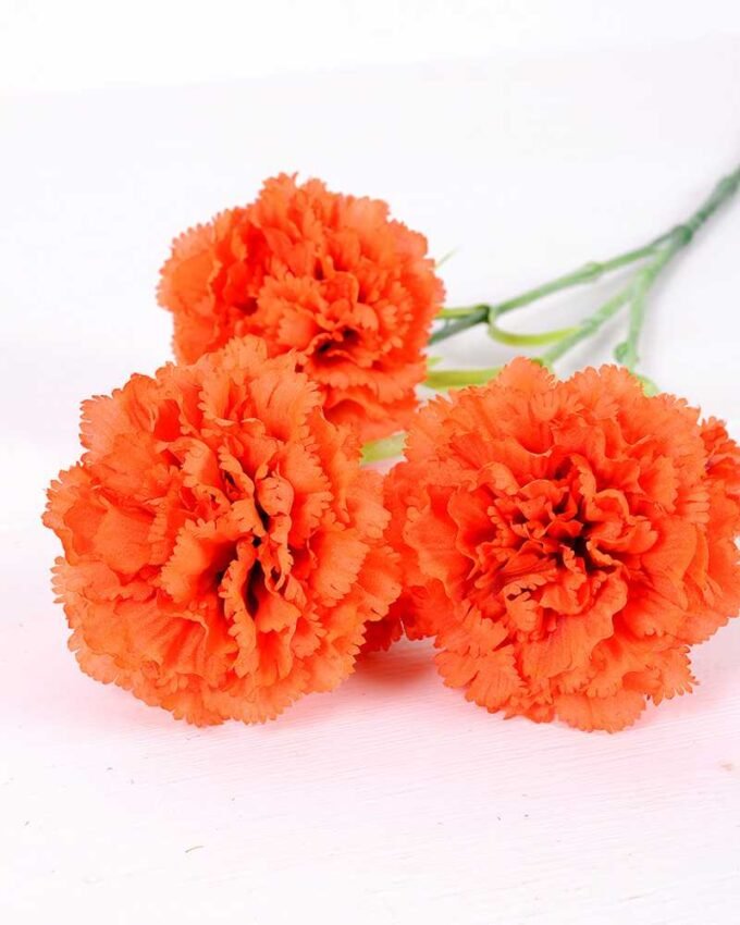 77CM single  Dianthus  caryophyllus*5 GS-0550254