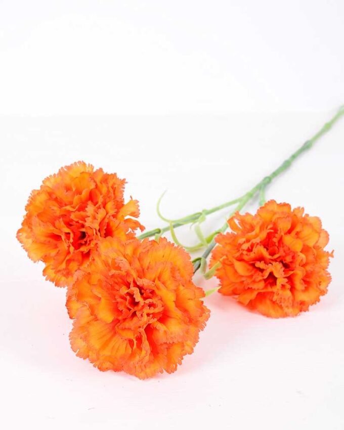 77CM single  Dianthus  caryophyllus*5 GS-0550254