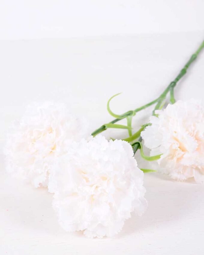 77CM single  Dianthus  caryophyllus*5 GS-0550254