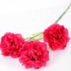 77CM single  Dianthus  caryophyllus*5 GS-0550254