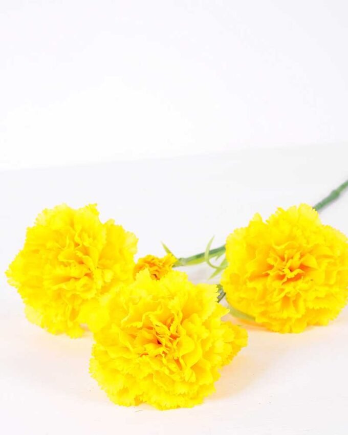 77CM single  Dianthus  caryophyllus*5 GS-0550254