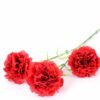 77CM single  Dianthus  caryophyllus*5 GS-0550254