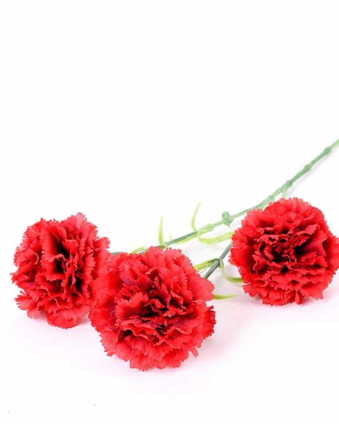 77CM single  Dianthus  caryophyllus*5 GS-0550254