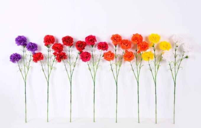 77CM single  Dianthus  caryophyllus*5 GS-0550254