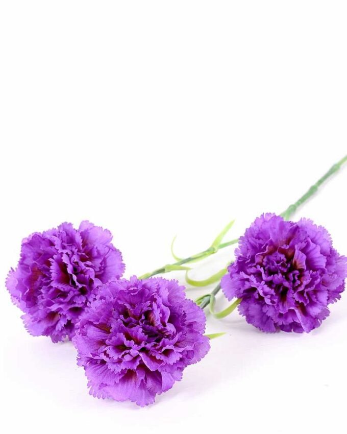 77CM single  Dianthus  caryophyllus*5 GS-0550254