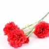 77CM single  Dianthus  caryophyllus*5 GS-0550254