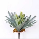 15*16CM GRASS GS-0600194-G1