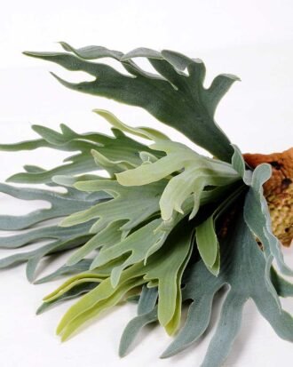 15*16CM GRASS GS-0600194-G1