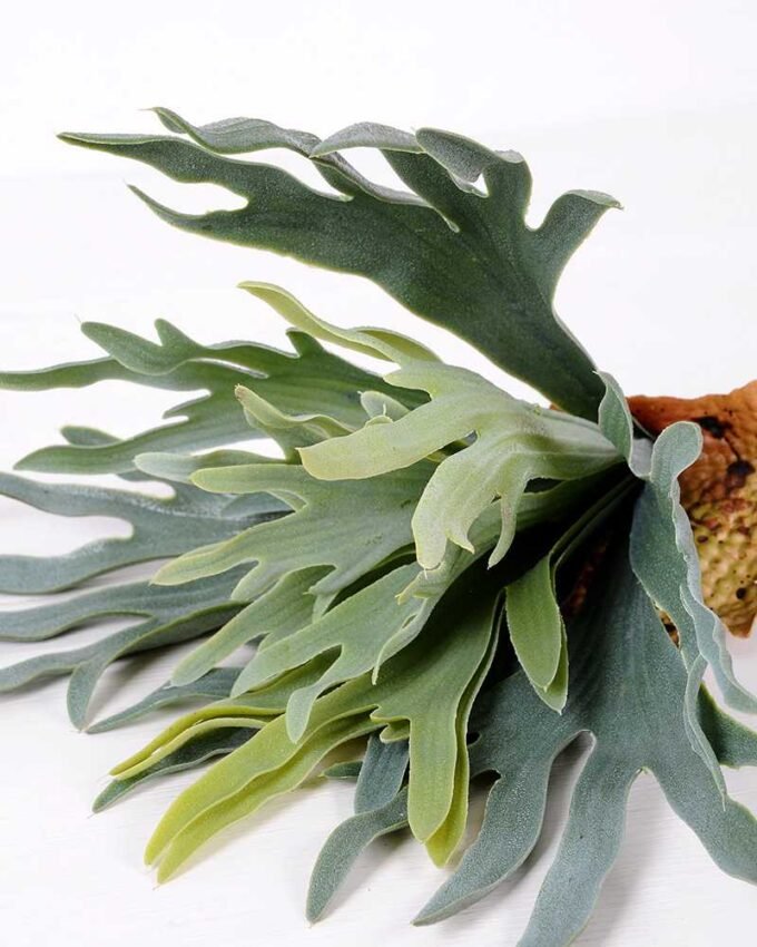 15*16CM GRASS GS-0600194-G1