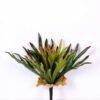 15*16CM GRASS GS-0600194-G2 1 15*16CM GRASS GS-0600194-G2