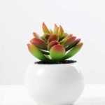 9cm Cactus GS-0680105D