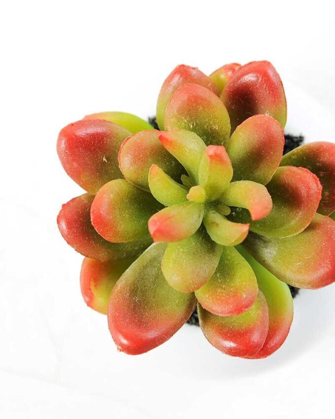 9cm Cactus GS-0680105D 3 9cm Cactus GS-0680105D