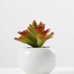 9cm Cactus GS-0680105B