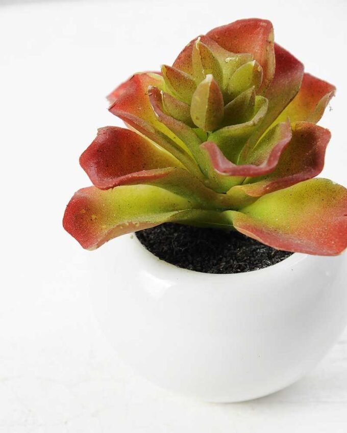 9cm Cactus GS-0680105B