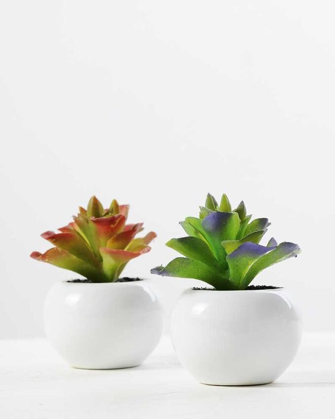 9cm Cactus GS-0680105B