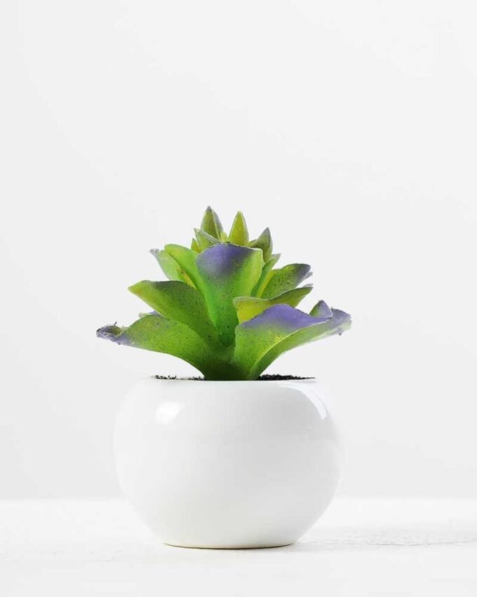 9cm Cactus GS-0680105B