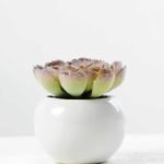 7cm Cactus GS-0680105C