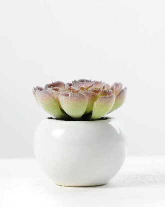 7cm Cactus GS-0680105C Succulent YeahFlower is one of Chinese leading OEM manufacturers and exporters , supplying the silk flowers, wholesale artificial trees 7cm Cactus GS-0680105C