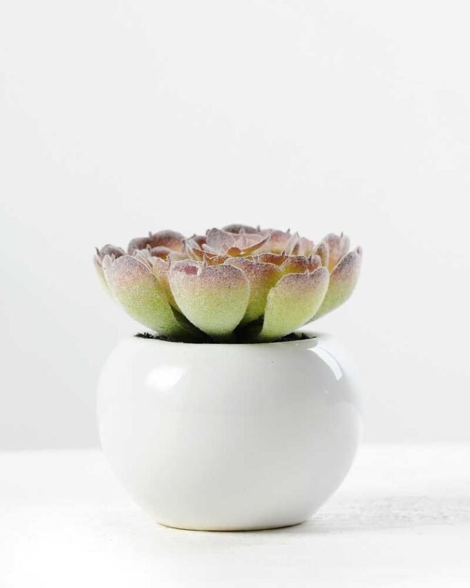 7cm Cactus GS-0680105C