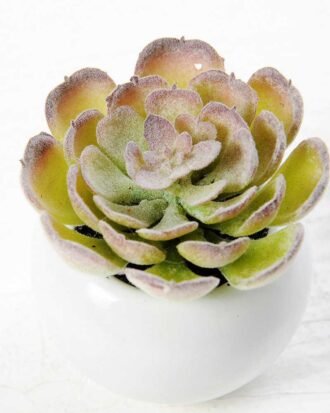 7cm Cactus GS-0680105C Succulent YeahFlower is one of Chinese leading OEM manufacturers and exporters , supplying the silk flowers, wholesale artificial trees 7cm Cactus GS-0680105C