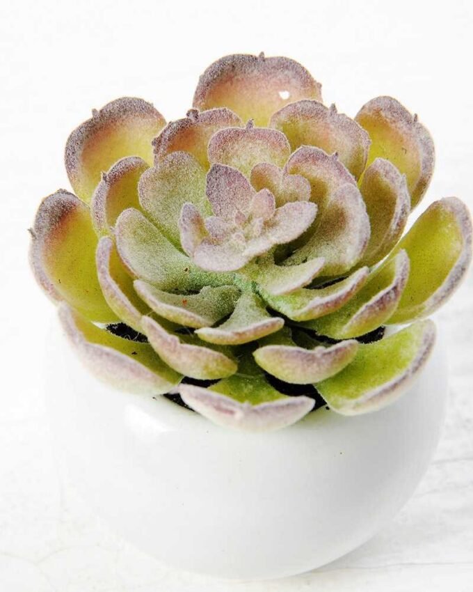 7cm Cactus GS-0680105C