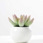 9cm Cactus GS-0680105E