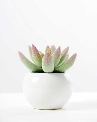 9cm Cactus GS-0680105E Succulent YeahFlower is one of Chinese leading OEM manufacturers and exporters , supplying the silk flowers, wholesale artificial trees 9cm Cactus GS-0680105E