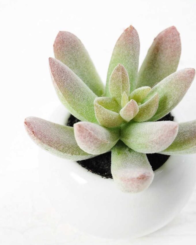 9cm Cactus GS-0680105E