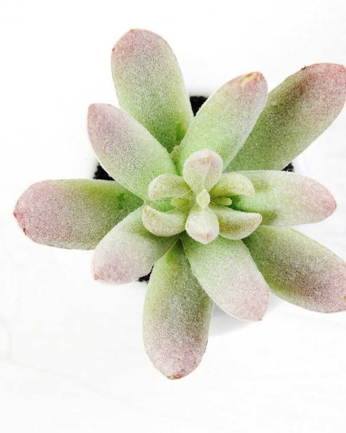 9cm Cactus GS-0680105E