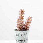 14cm Cactus GS-0680108