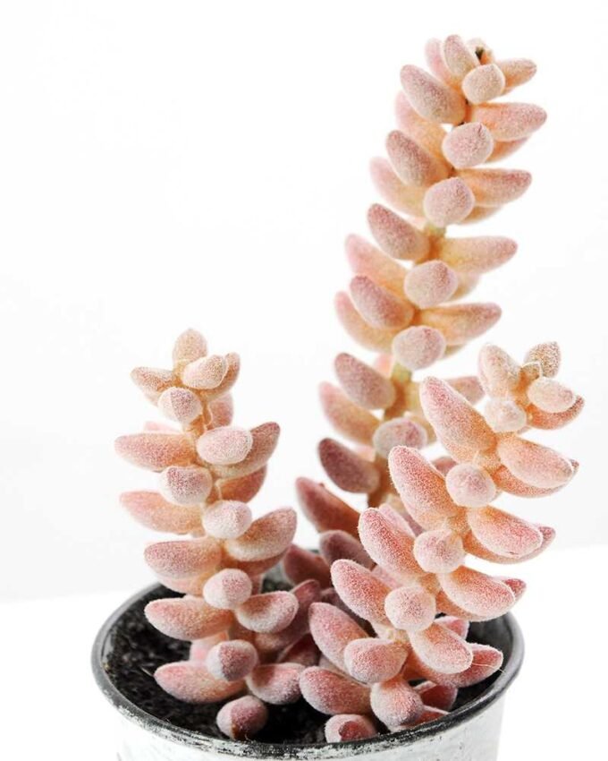 14cm Cactus GS-0680108 2 14cm Cactus GS-0680108