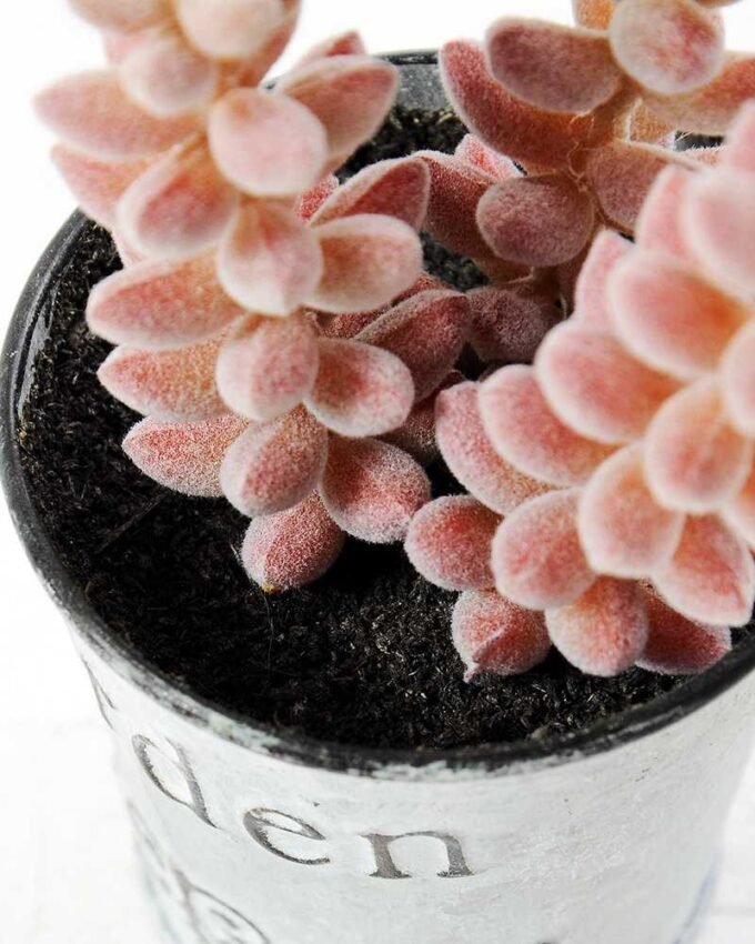 14cm Cactus GS-0680108 3 14cm Cactus GS-0680108