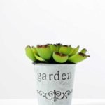 9cm Cactus GS-0680109