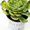 9cm Cactus GS-0680109