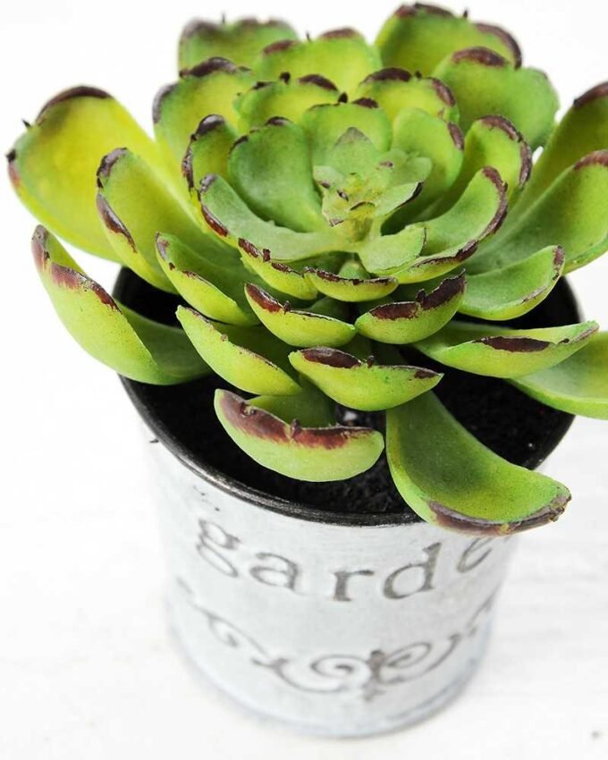 9cm Cactus GS-0680109