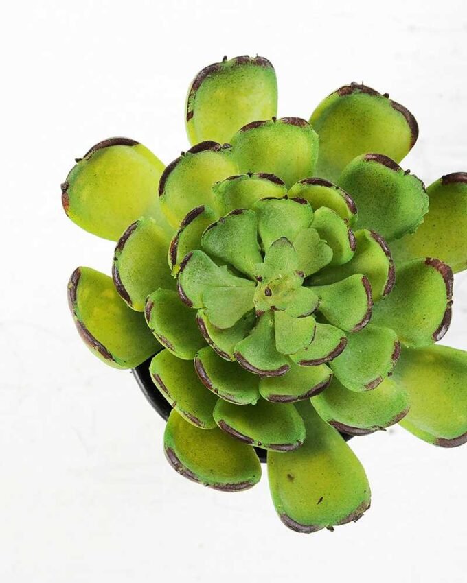 9cm Cactus GS-0680109